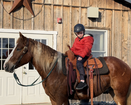 HorseID: 2310356 Roman - PhotoID: 1094999