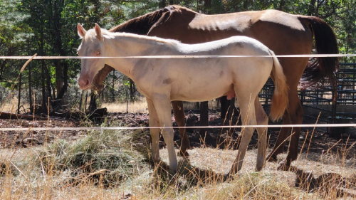 HorseID: 2310357 Apollo's Champagne Legacy - PhotoID: 1095001