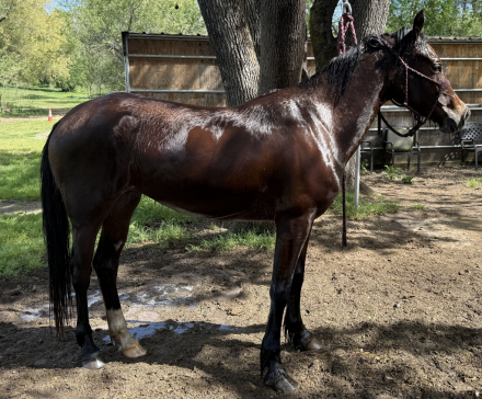 HorseID: 2310359 Alice - PhotoID: 1095233