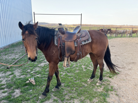 HorseID: 2310361 July - PhotoID: 1095007