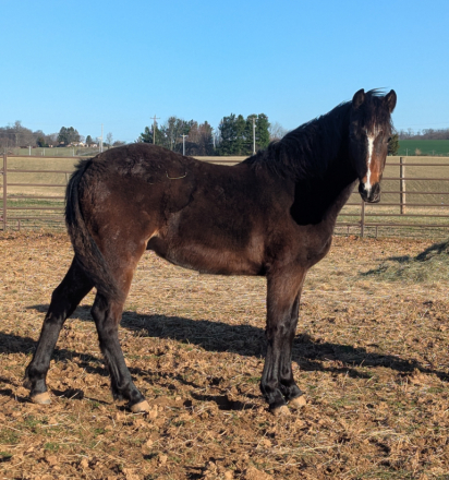 HorseID: 2310363 Comanche - PhotoID: 1095008