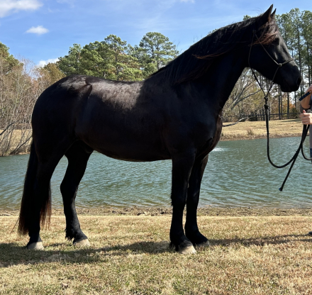 HorseID: 2310364 Lux Noir - PhotoID: 1095009