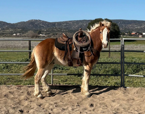 HorseID: 2310366 Sylvester TLF - PhotoID: 1095010