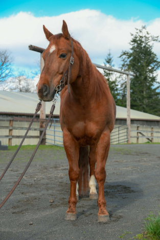 HorseID: 2310367 KM Whoa Frenchie - PhotoID: 1095012