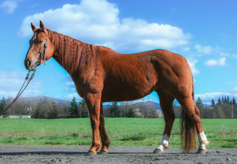 HorseID: 2310367 KM Whoa Frenchie - PhotoID: 1095014