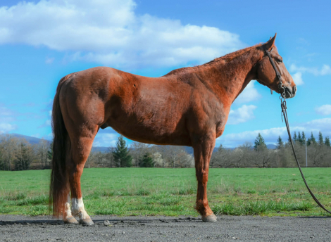 HorseID: 2310367 KM Whoa Frenchie - PhotoID: 1095015