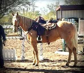 HorseID: 2310372 Trigger- Gorgeous Palomino Trail Horse - PhotoID: 1095019