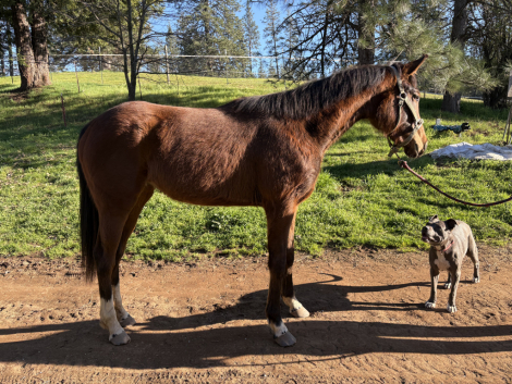 HorseID: 2310373 Gidget - PhotoID: 1095020