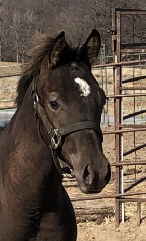 HorseID: 2310375 Guccie Guccie Girl - PhotoID: 1095032
