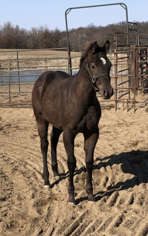 HorseID: 2310375 Guccie Guccie Girl - PhotoID: 1095033