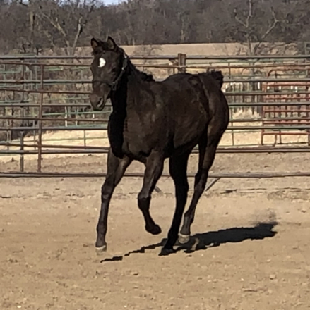 HorseID: 2310375 Guccie Guccie Girl - PhotoID: 1095034