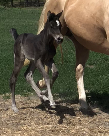 HorseID: 2310375 Guccie Guccie Girl - PhotoID: 1095035