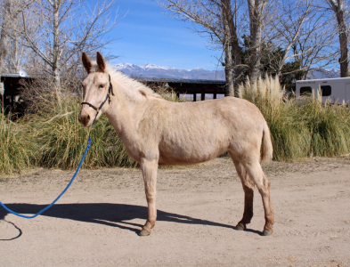 HorseID: 2310376 Sophie - PhotoID: 1095036