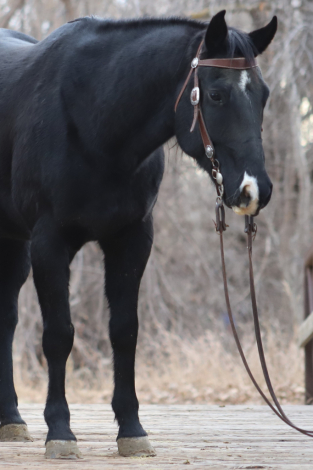 HorseID: 2310379 Why The Snip Not - PhotoID: 1095037