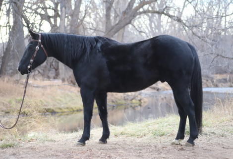 HorseID: 2310379 Why The Snip Not - PhotoID: 1095038