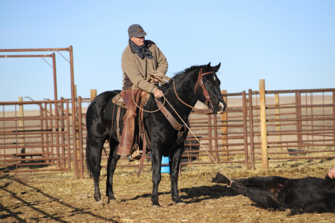 HorseID: 2310379 Why The Snip Not - PhotoID: 1095040
