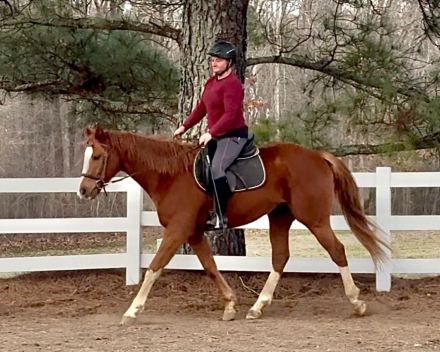 HorseID: 2310389 Jack - PhotoID: 1095050