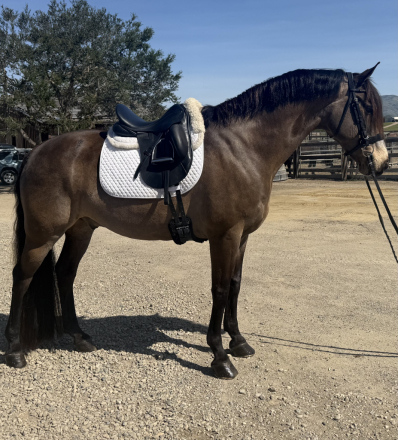 HorseID: 2310391 Ringo Star - PhotoID: 1095255