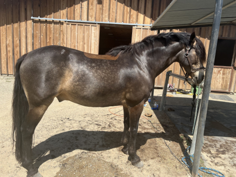 HorseID: 2310391 Ringo Star - PhotoID: 1095257