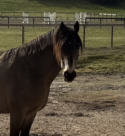 HorseID: 2310391 Ringo Star - PhotoID: 1095259