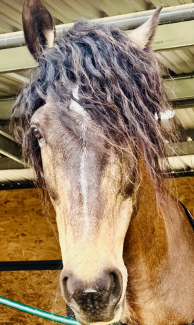 HorseID: 2310391 Ringo Star - PhotoID: 1095270