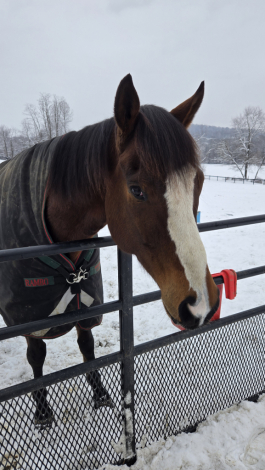 HorseID: 2310393 Austin from Boston - PhotoID: 1095052