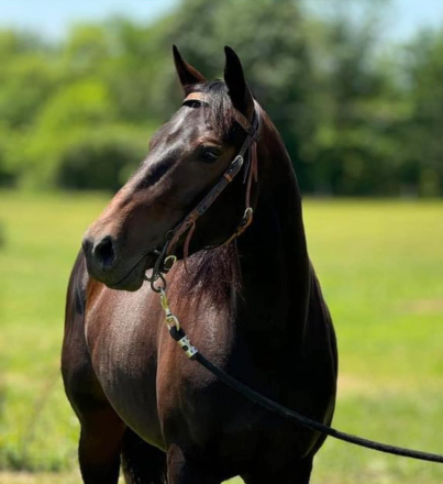 HorseID: 2310396 CIELO REININ SUGAR - PhotoID: 1095054