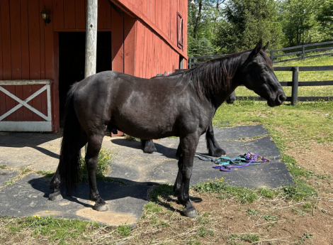 HorseID: 2310398 Cole - PhotoID: 1095055