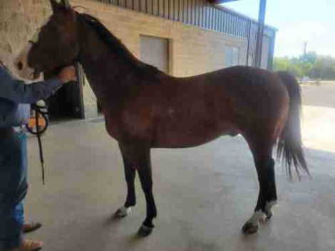 HorseID: 2310400 CAT ACRE - PhotoID: 1095056