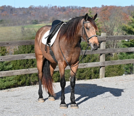 HorseID: 2310401 ✨Triple R's Hermes✨ - PhotoID: 1095058