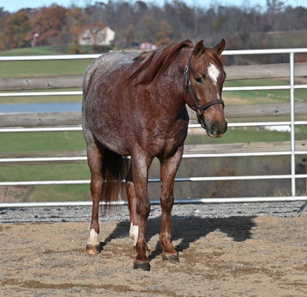 HorseID: 2310403 🧸Ariat🧸 - PhotoID: 1095061
