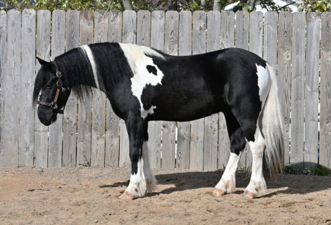 HorseID: 2310404 Hero - PhotoID: 1095062