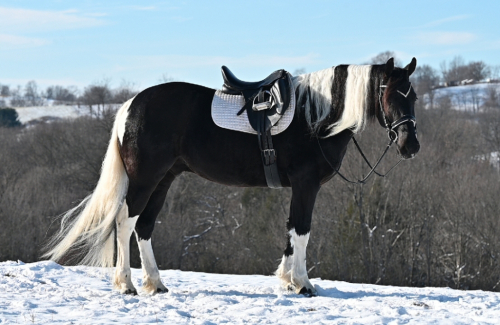 HorseID: 2310405 CBC OZIES aka Ozzy💥 - PhotoID: 1095060