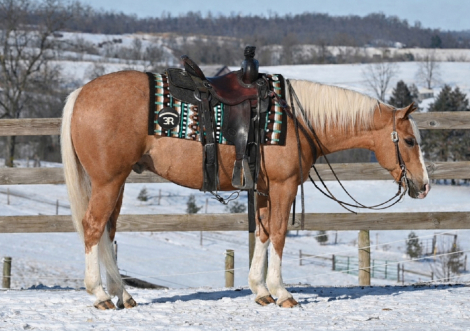 HorseID: 2310406 Bugs Goes Hollywood - PhotoID: 1095059