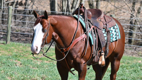 HorseID: 2310407 The Ruf Enterprise aka Valor - PhotoID: 1095063