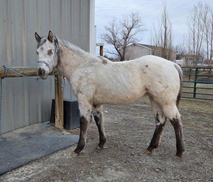 HorseID: 2310408 Iron Natives Honor - PhotoID: 1095064