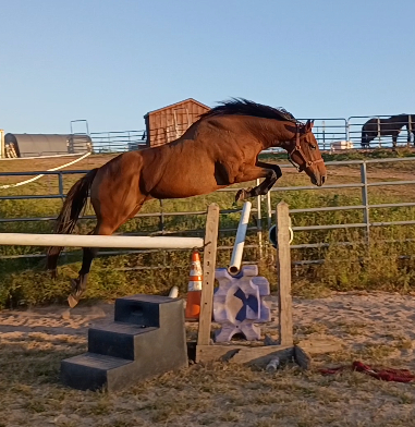 HorseID: 2310410 Swift - PhotoID: 1095066