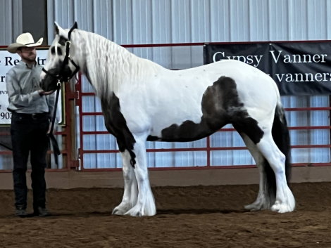 HorseID: 2310411 Shimmering Light of SR - PhotoID: 1095068