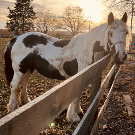 HorseID: 2310411 Shimmering Light of SR - PhotoID: 1095069