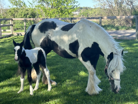 HorseID: 2310411 Shimmering Light of SR - PhotoID: 1095071