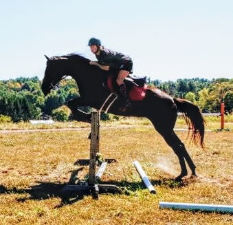 HorseID: 2310413 Dolly - PhotoID: 1095073