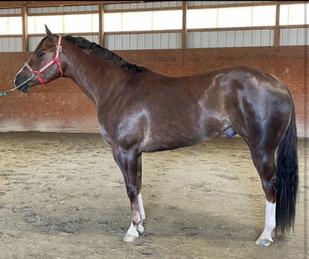 HorseID: 2310414 Good soup - PhotoID: 1095075