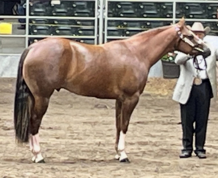 HorseID: 2310414 Good soup - PhotoID: 1095076