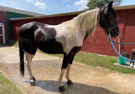 HorseID: 2310424 Big Chief O.G. - PhotoID: 1095079