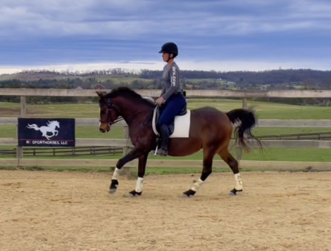 HorseID: 2310426 Southern Comfort - PhotoID: 1095472