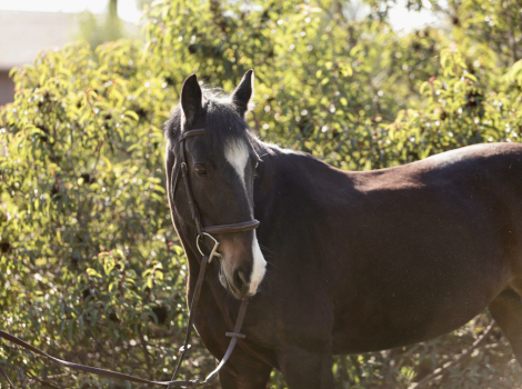 HorseID: 2310431 My Better Half - PhotoID: 1095246
