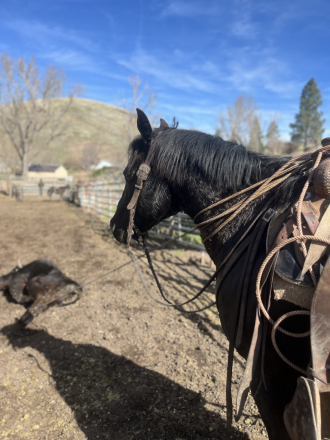 HorseID: 2310432 Black Jack - PhotoID: 1095088