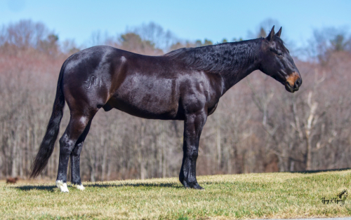 HorseID: 2310433 Roseys Handsome Cat - PhotoID: 1095089