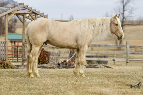 HorseID: 2310434 Ricky - PhotoID: 1095090