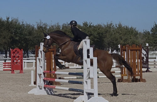 HorseID: 2310439 Nothin' But Net - PhotoID: 1095091